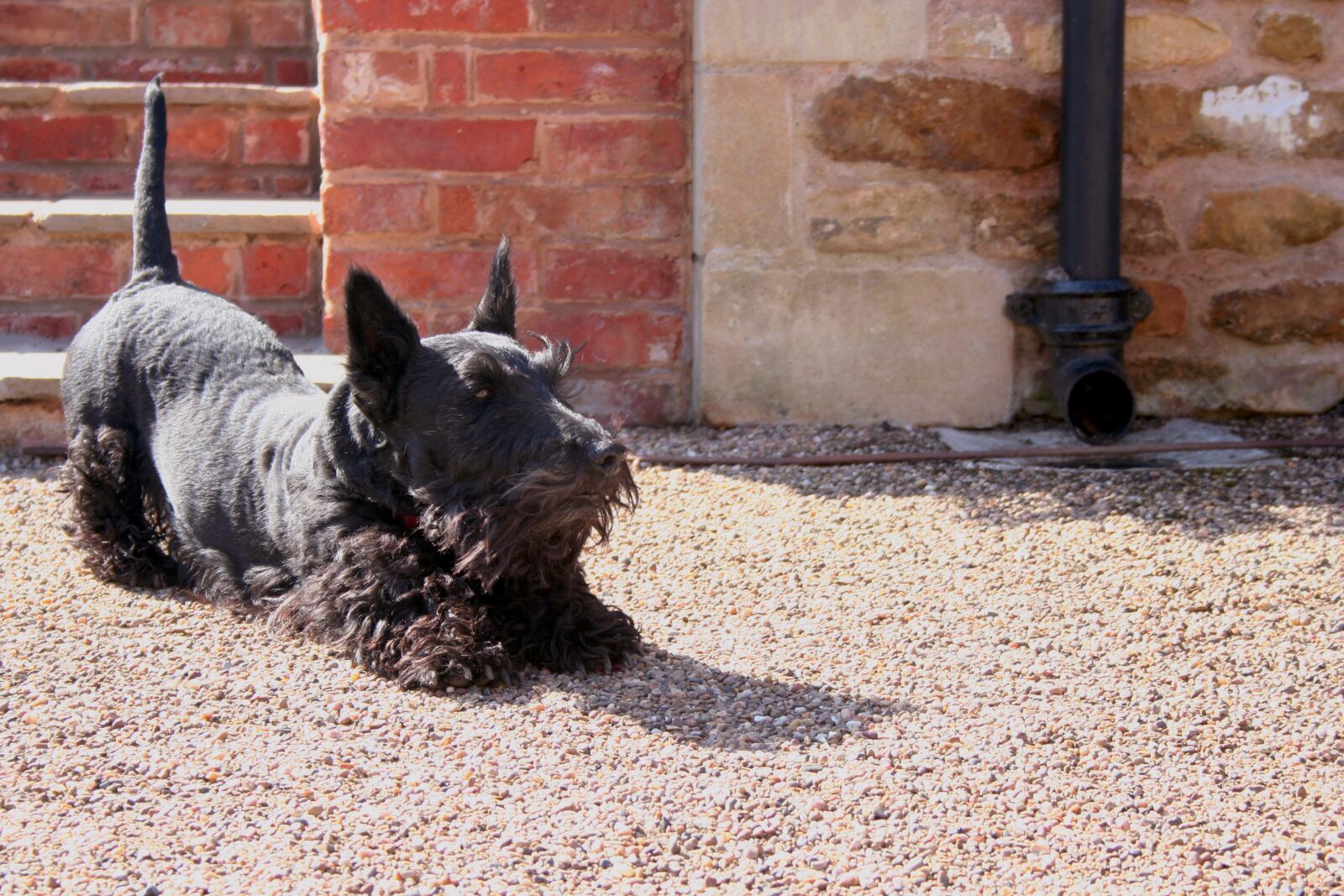 Canon EOS 350D (EOS Digital Rebel XT / EOS Kiss Digital N) sample photo. Dog, scottish terrier, scottie photography