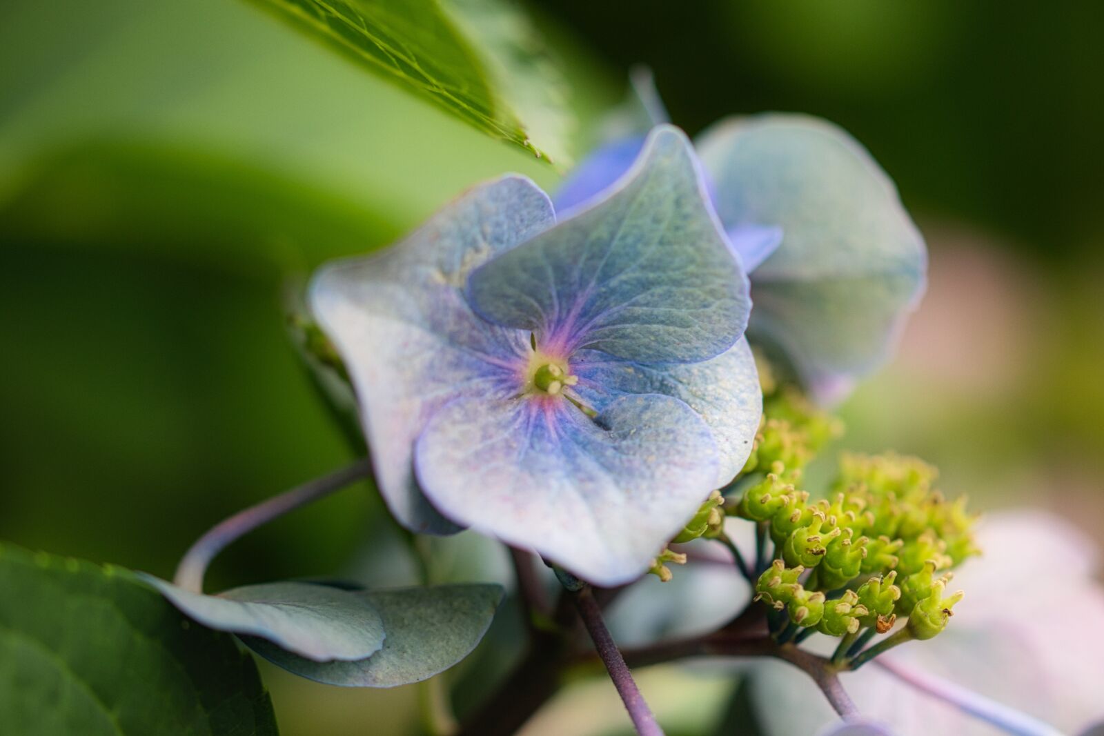Canon EOS 200D (EOS Rebel SL2 / EOS Kiss X9) sample photo. Hydrangea, blossom, bloom photography