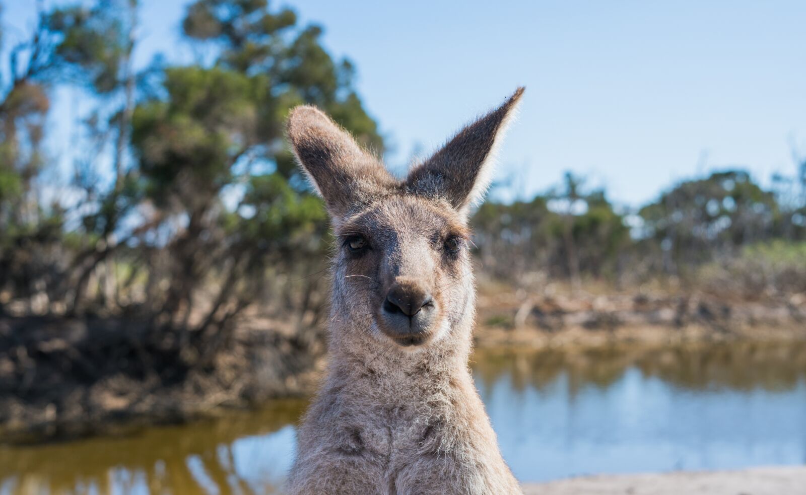 Sony a7R II sample photo. Kangaroo, australia, nature photography