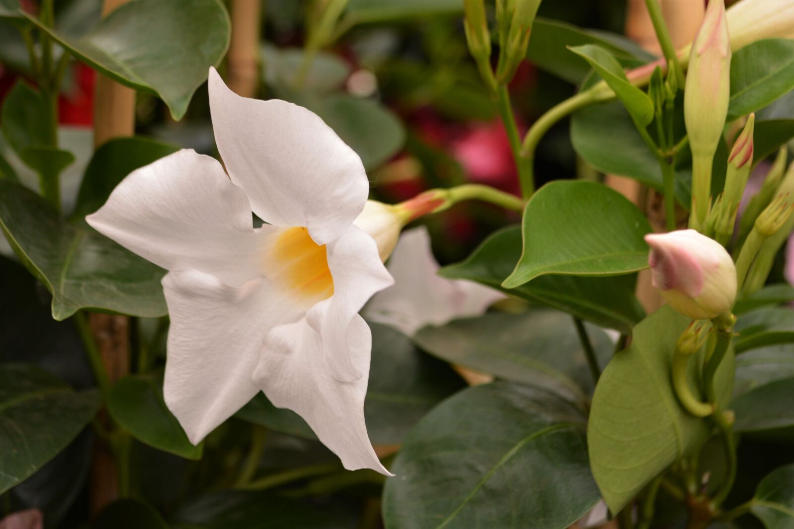Nikon D5200 sample photo. Blossom, bloom, flower photography
