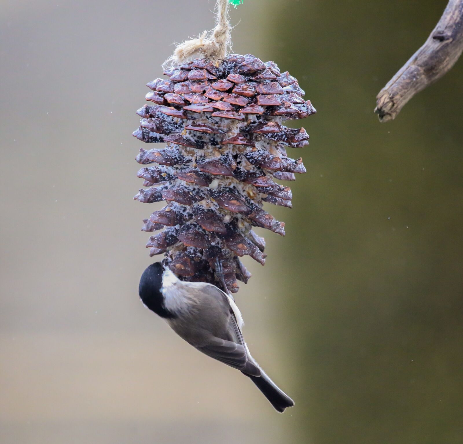 Canon EF 100-400mm F4.5-5.6L IS USM sample photo. Bird, marsh tit, food photography