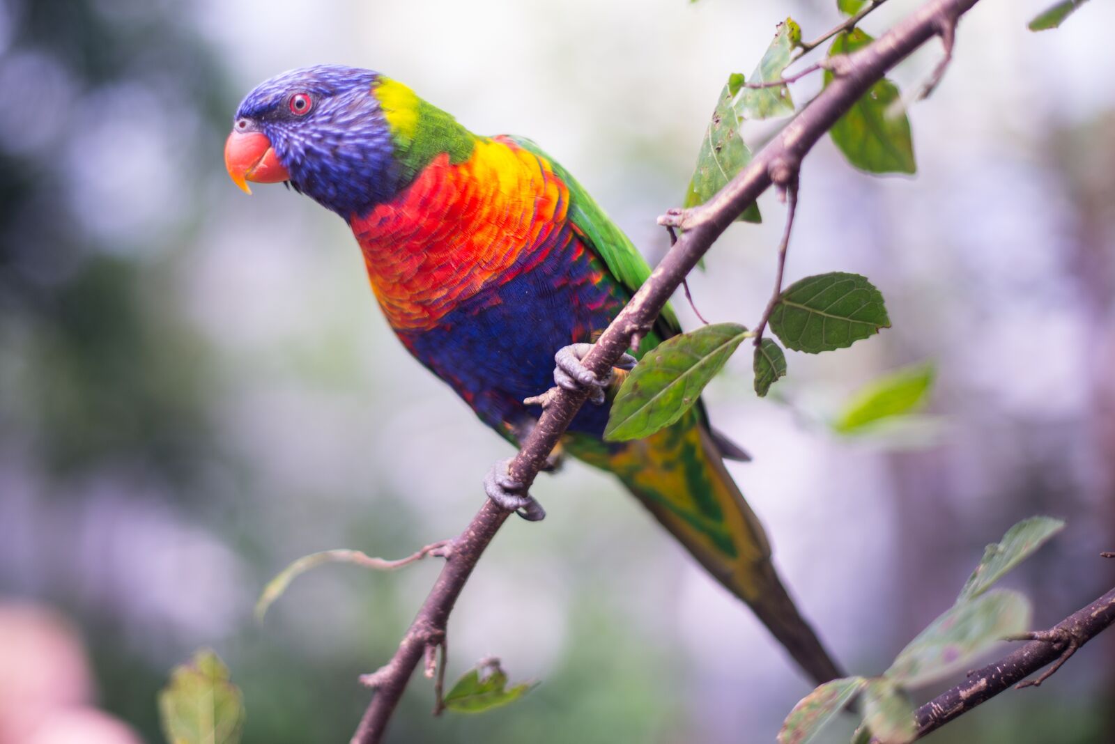 Nikon D600 sample photo. Colorful, bird, parrot photography