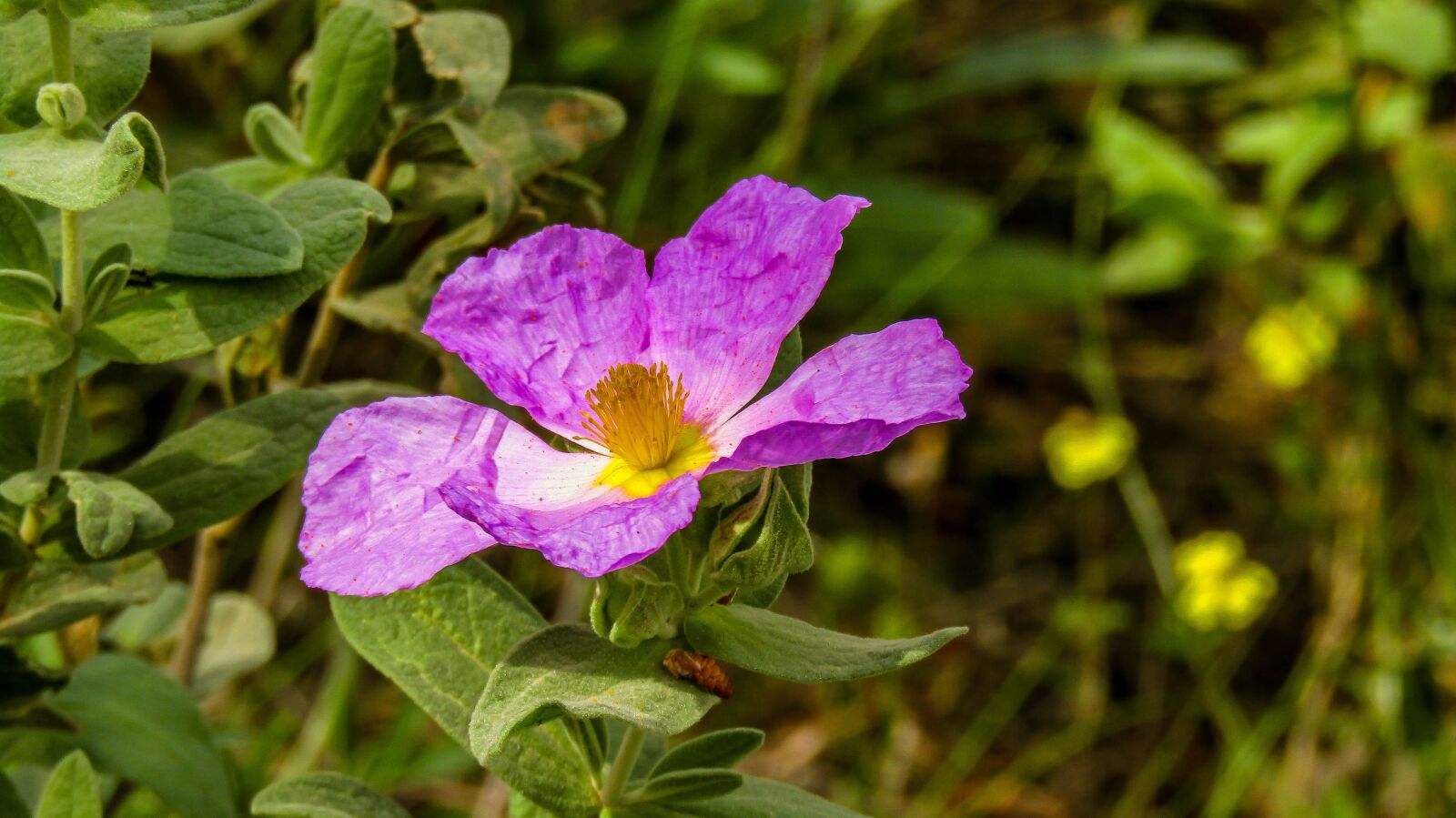 Canon PowerShot SX410 IS sample photo. Flower, nature, plant photography