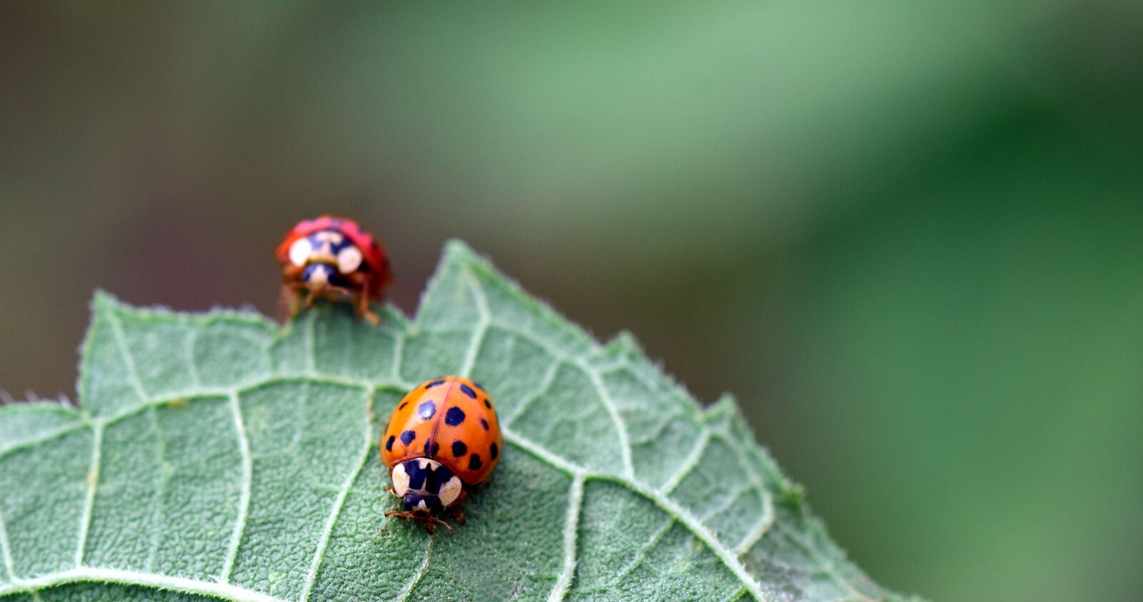 Nikon D3300 sample photo. Ladybug, beetle, nature photography