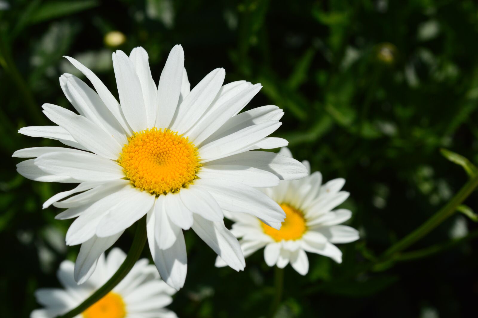 Nikon D3200 sample photo. Daisy, flowers, white flowers photography