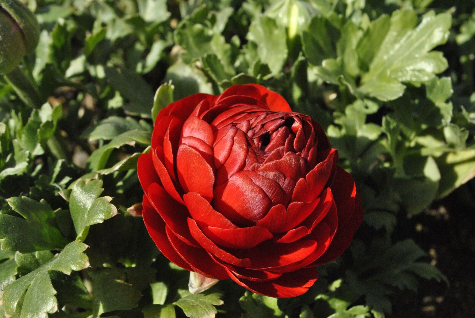 Nikon D3000 sample photo. Red flowers, flowers, red photography