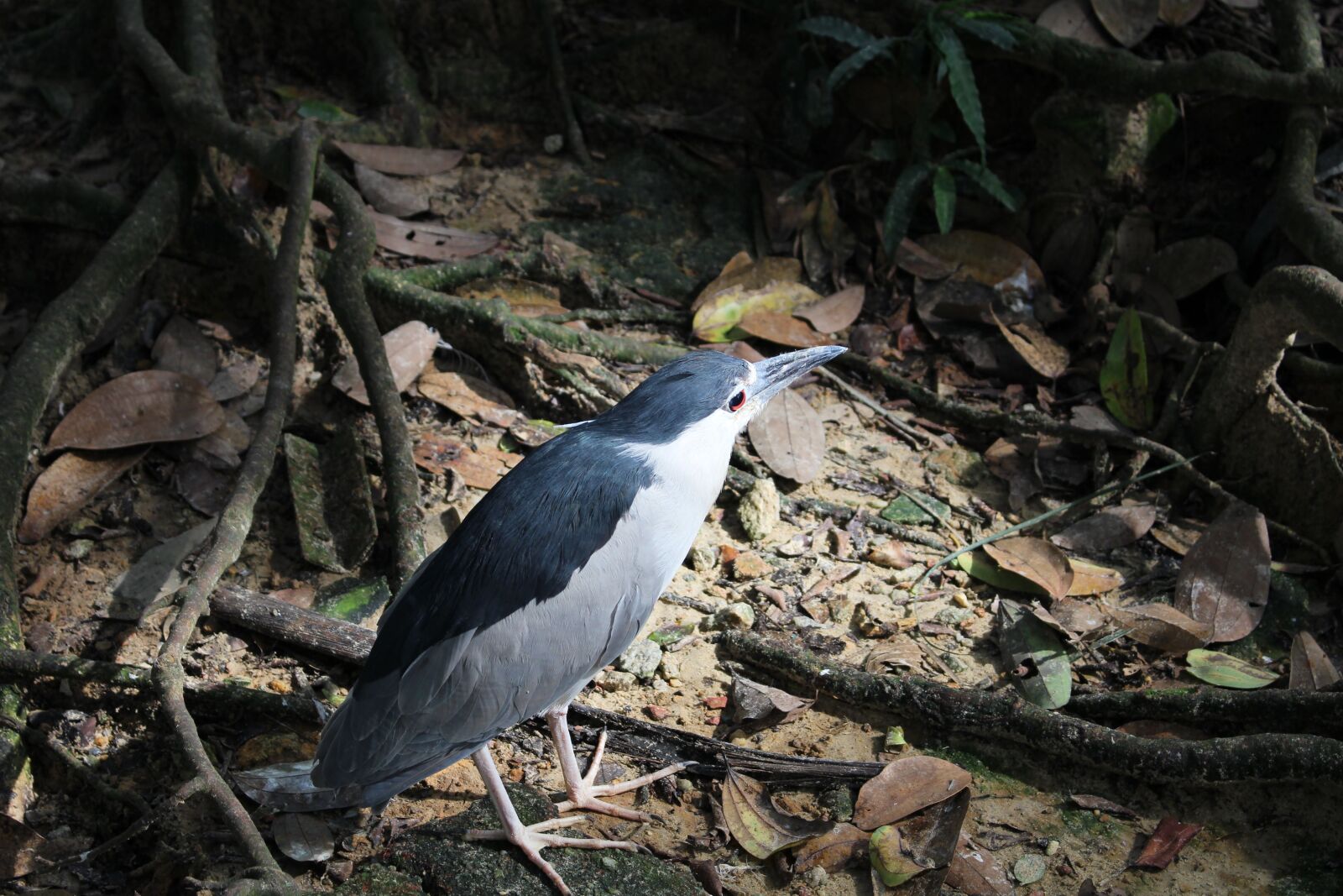 Canon EOS 100D (EOS Rebel SL1 / EOS Kiss X7) sample photo. Bird, malaysia, nature photography