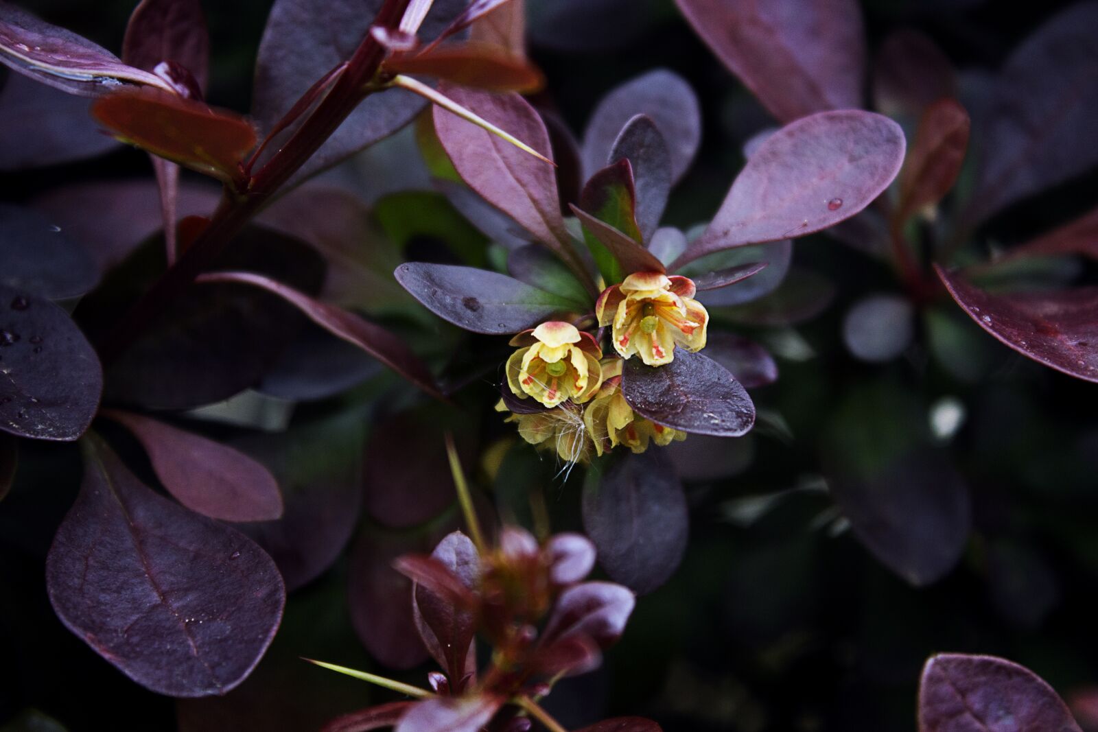 Canon EOS 1100D (EOS Rebel T3 / EOS Kiss X50) sample photo. Ornamental shrub, bush, blossom photography