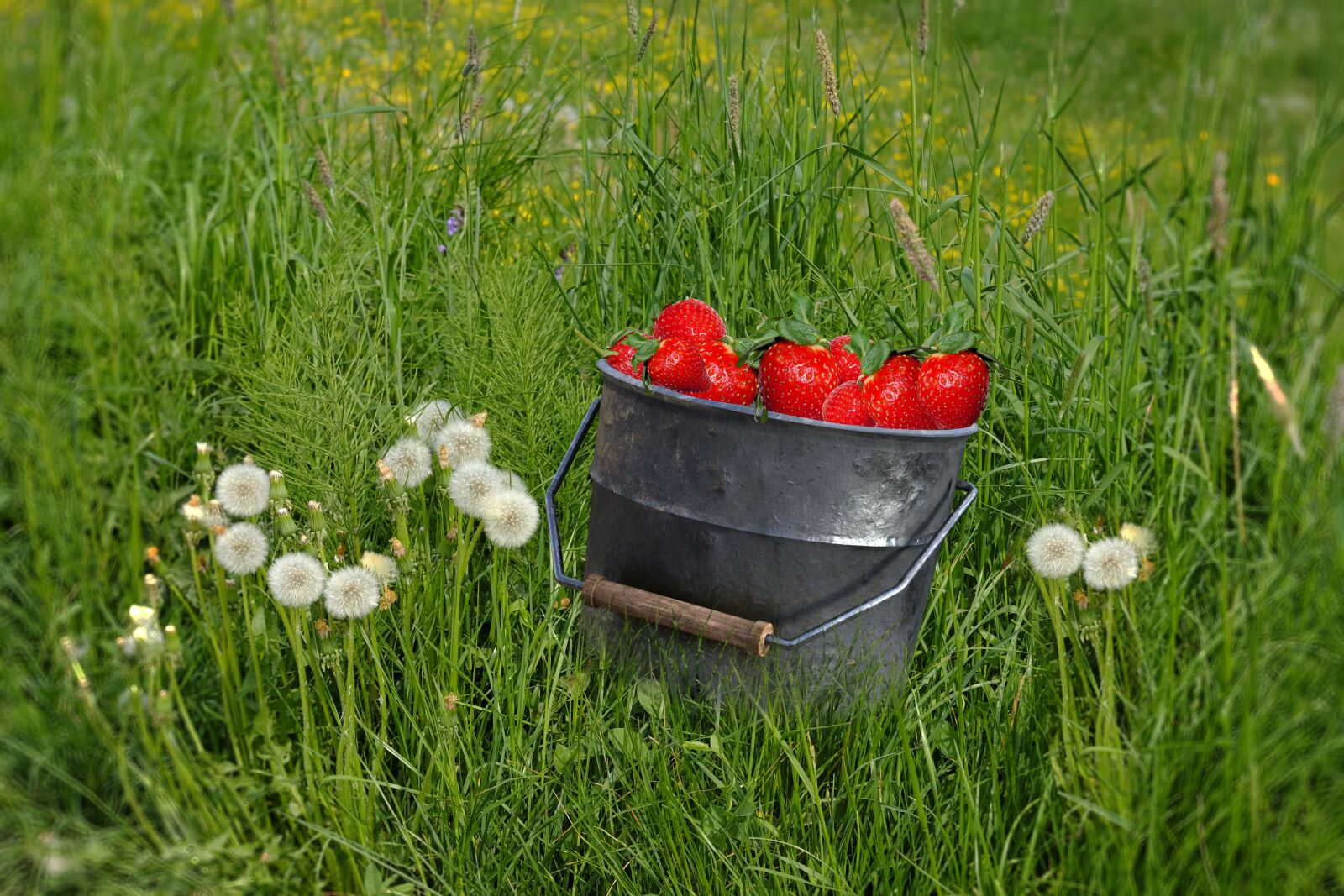 Fujifilm X-T2 + Fujifilm XF 55-200mm F3.5-4.8 R LM OIS sample photo. Grass, dandelion, strawberries photography