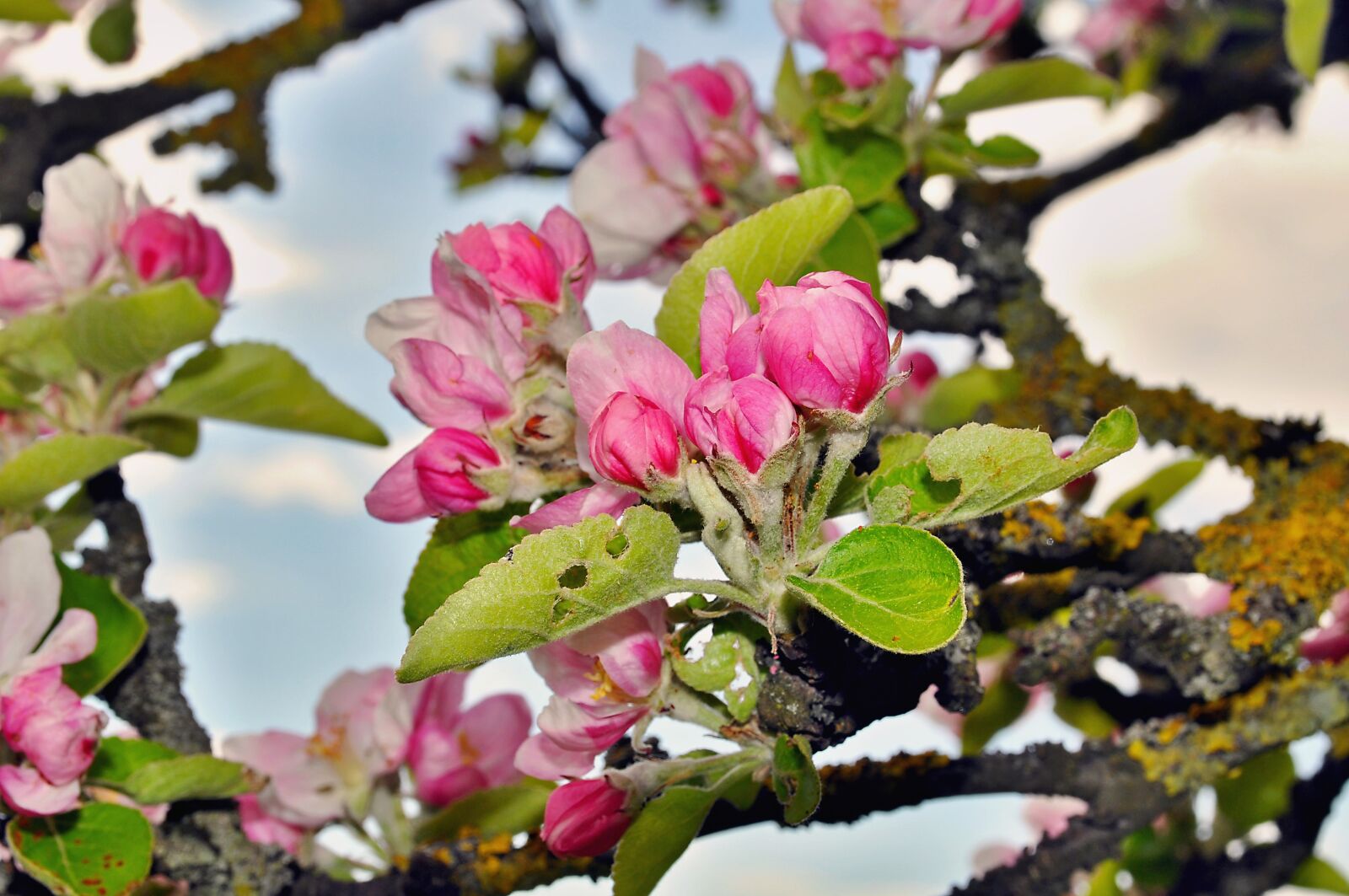 Nikon D90 sample photo. Nature, blossom, bloom photography