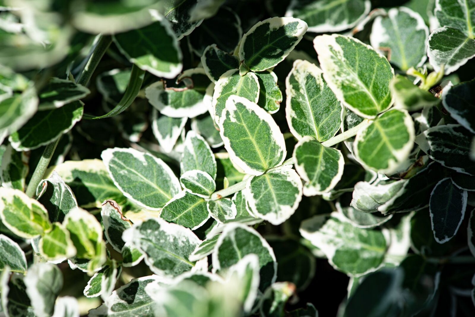 Nikon D750 sample photo. Plant, green, leaves photography