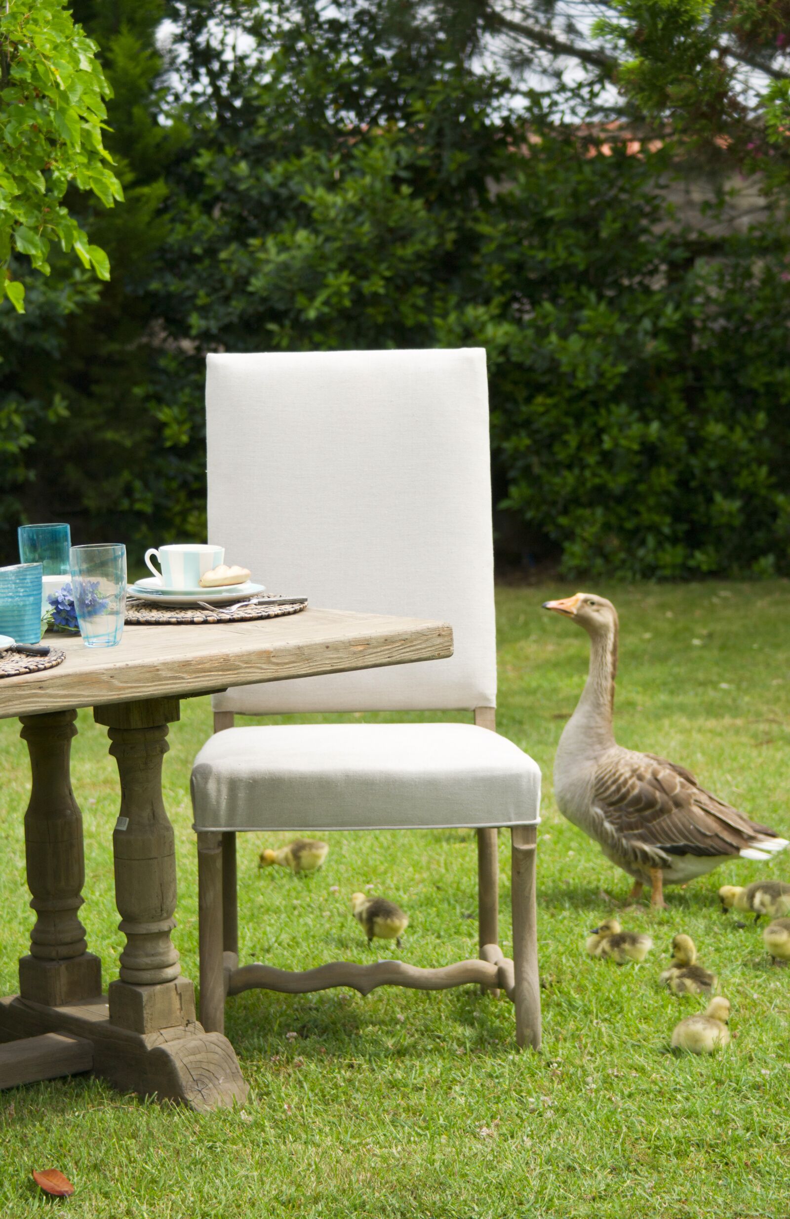 Sony Alpha DSLR-A850 sample photo. Duck, nature, grass photography