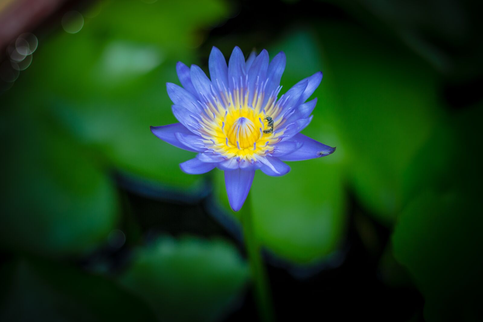 Canon EOS 700D (EOS Rebel T5i / EOS Kiss X7i) + Canon EF 50mm F1.8 STM sample photo. Lotus, water plants, flower photography