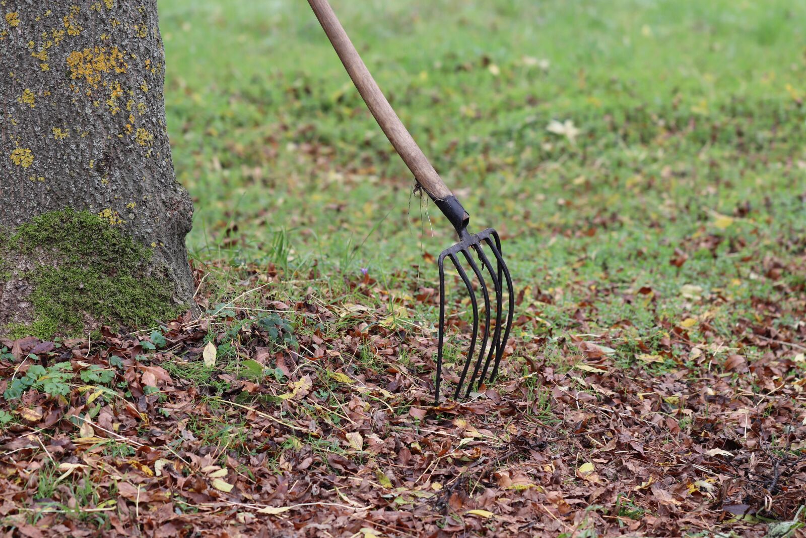 Canon EOS 800D (EOS Rebel T7i / EOS Kiss X9i) sample photo. Gardening equipment, rake, fork photography
