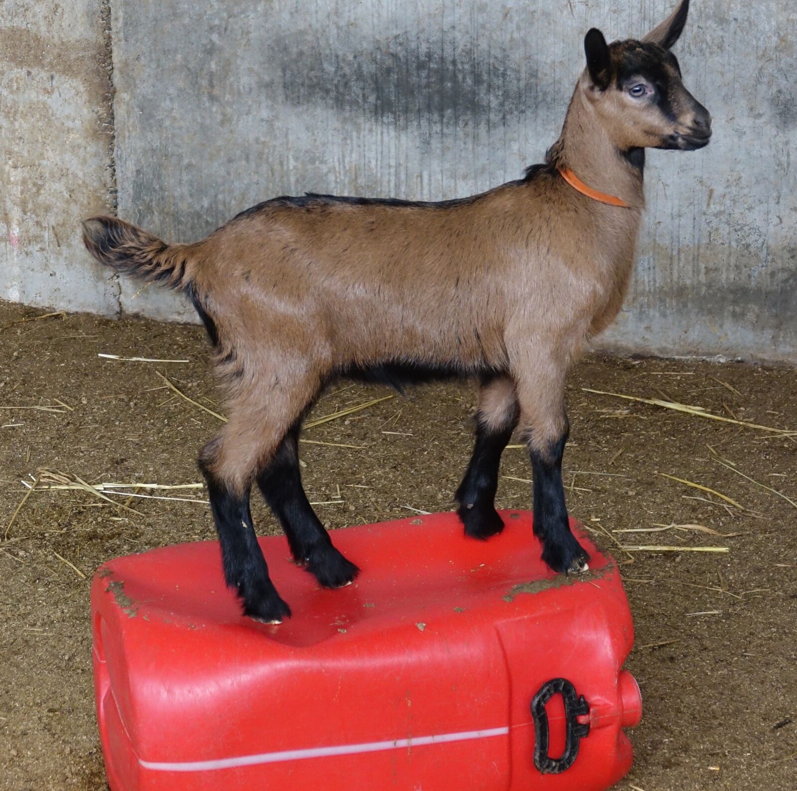Sony Cyber-shot DSC-RX10 III sample photo. Mammal, kid, breeding photography