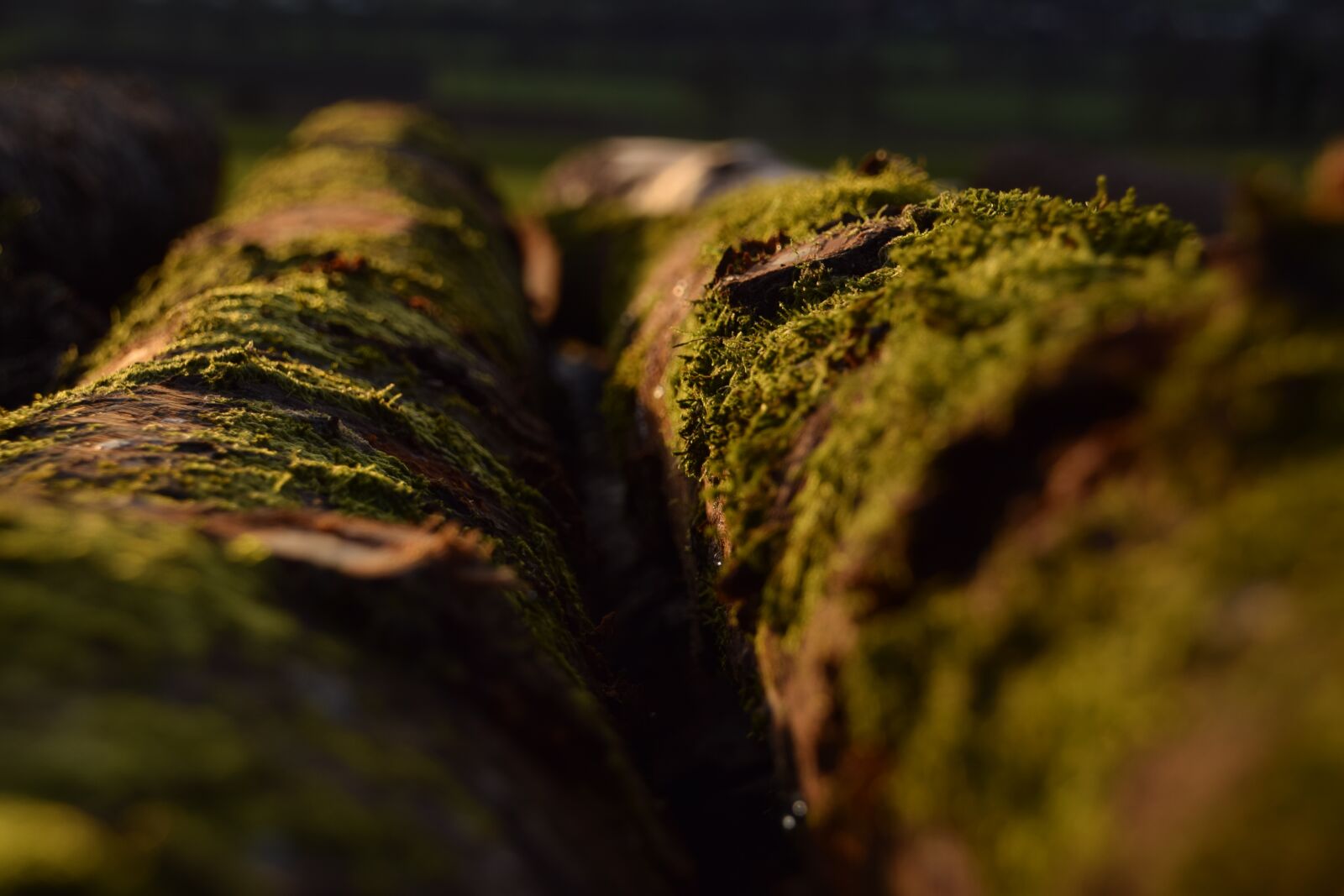 Nikon D5300 sample photo. Wood, moss, nature photography