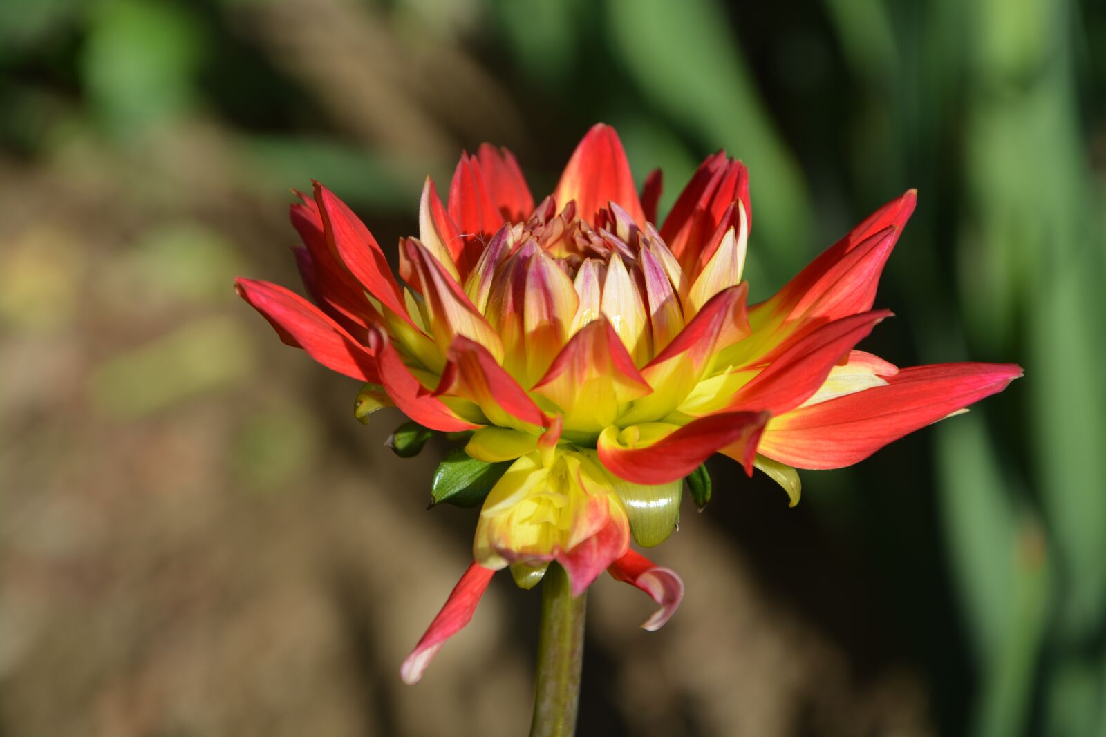 Nikon D5200 sample photo. Flower, flower flower, nature photography