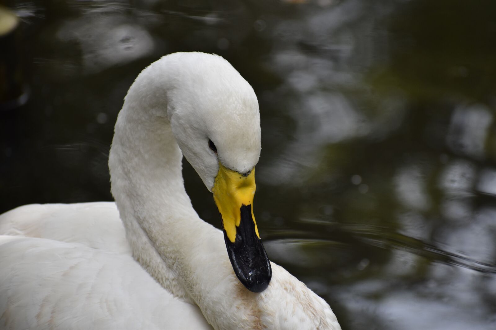 Nikon D5600 sample photo. Zoo, bird, white photography