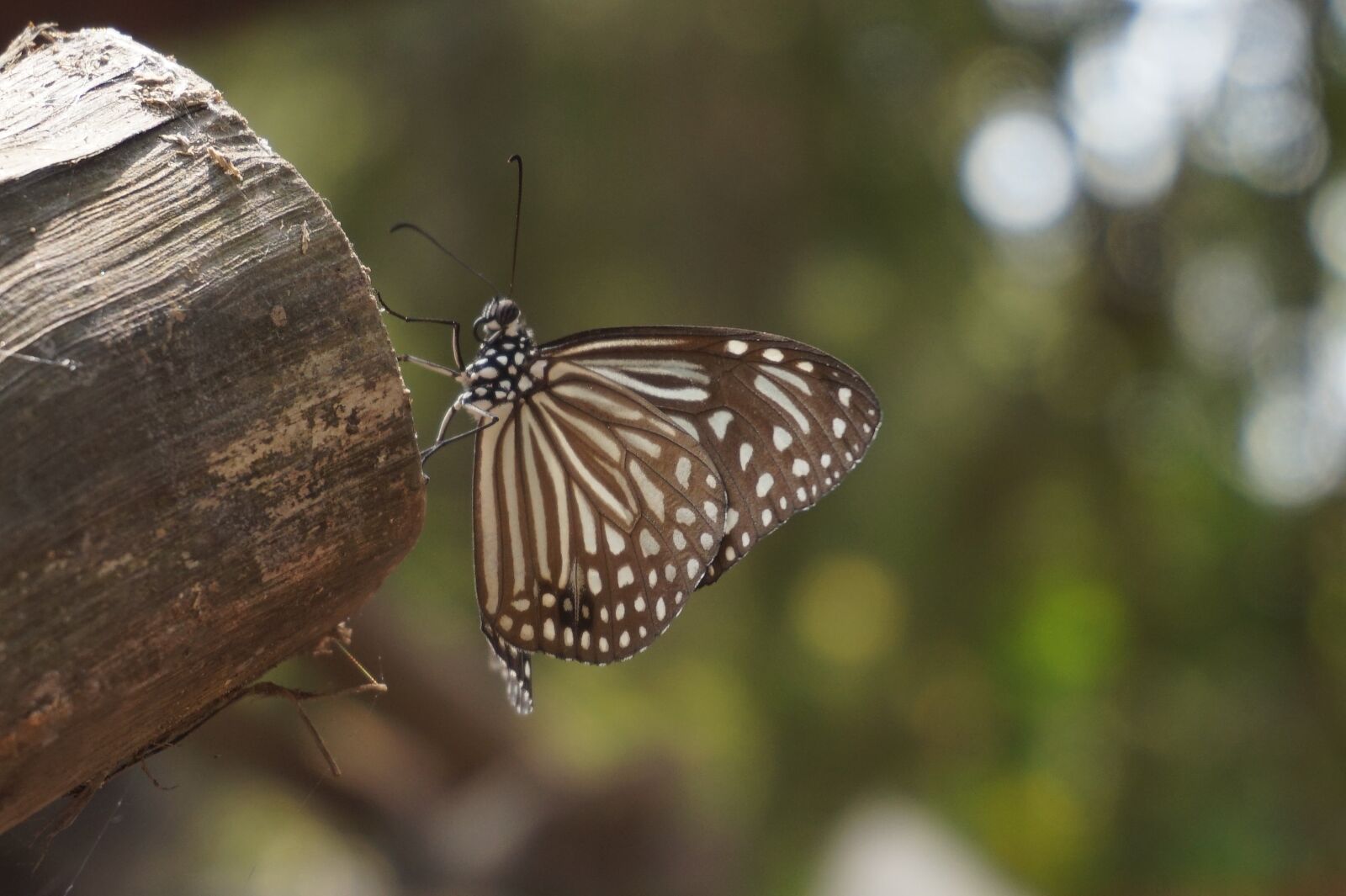 Sony Alpha a5000 (ILCE 5000) sample photo. Butterfly, vietnam, gao giong photography