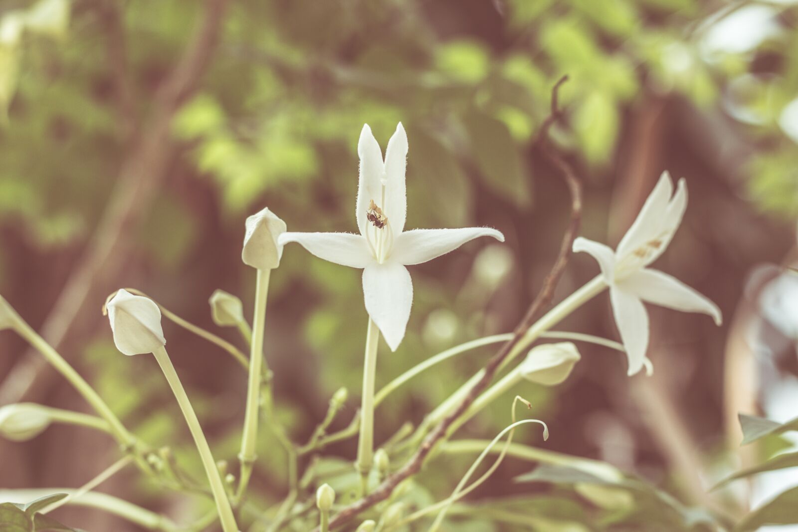 Canon EOS 700D (EOS Rebel T5i / EOS Kiss X7i) + Canon EF 50mm F1.8 STM sample photo. Flower, plant, flowers photography