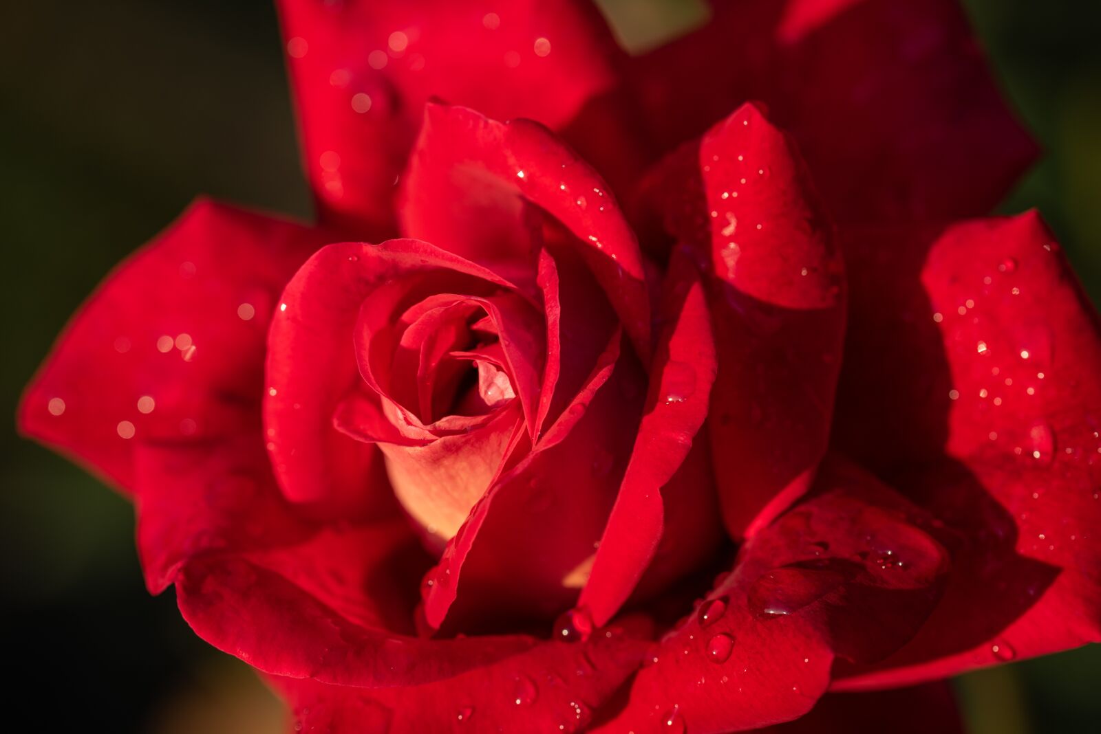 Nikon D750 sample photo. Rose, flower, red photography