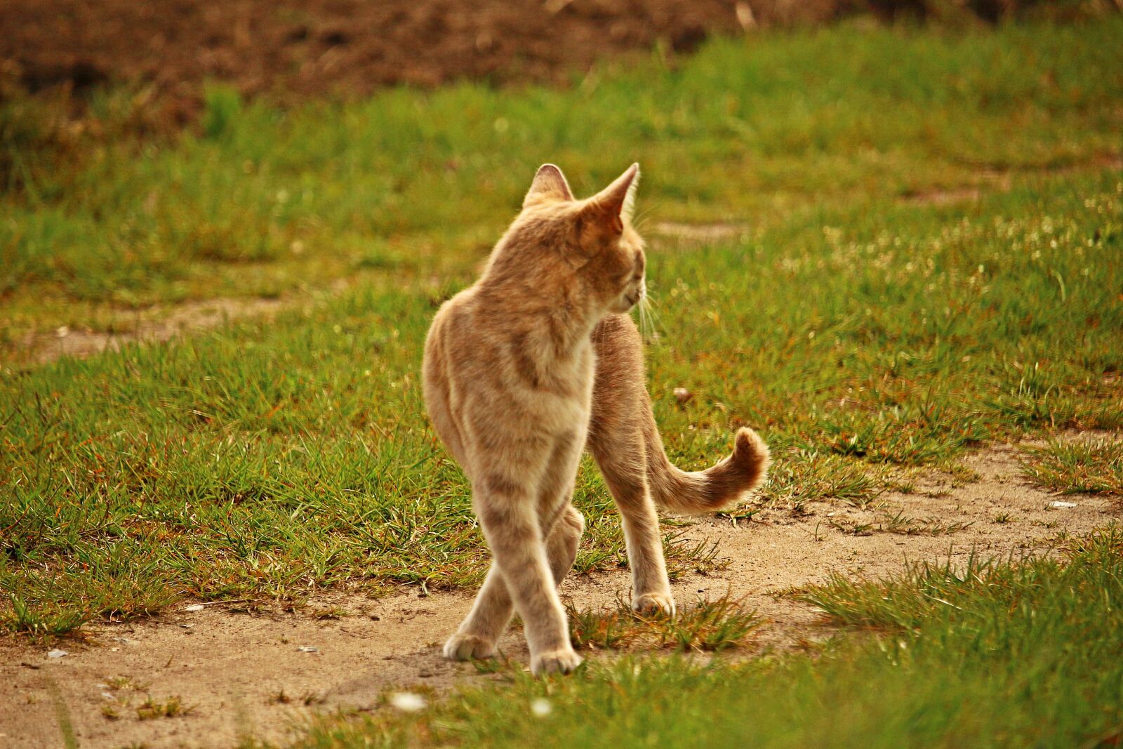Canon EOS 100D (EOS Rebel SL1 / EOS Kiss X7) sample photo. Cat, tiger cat, mackerel photography