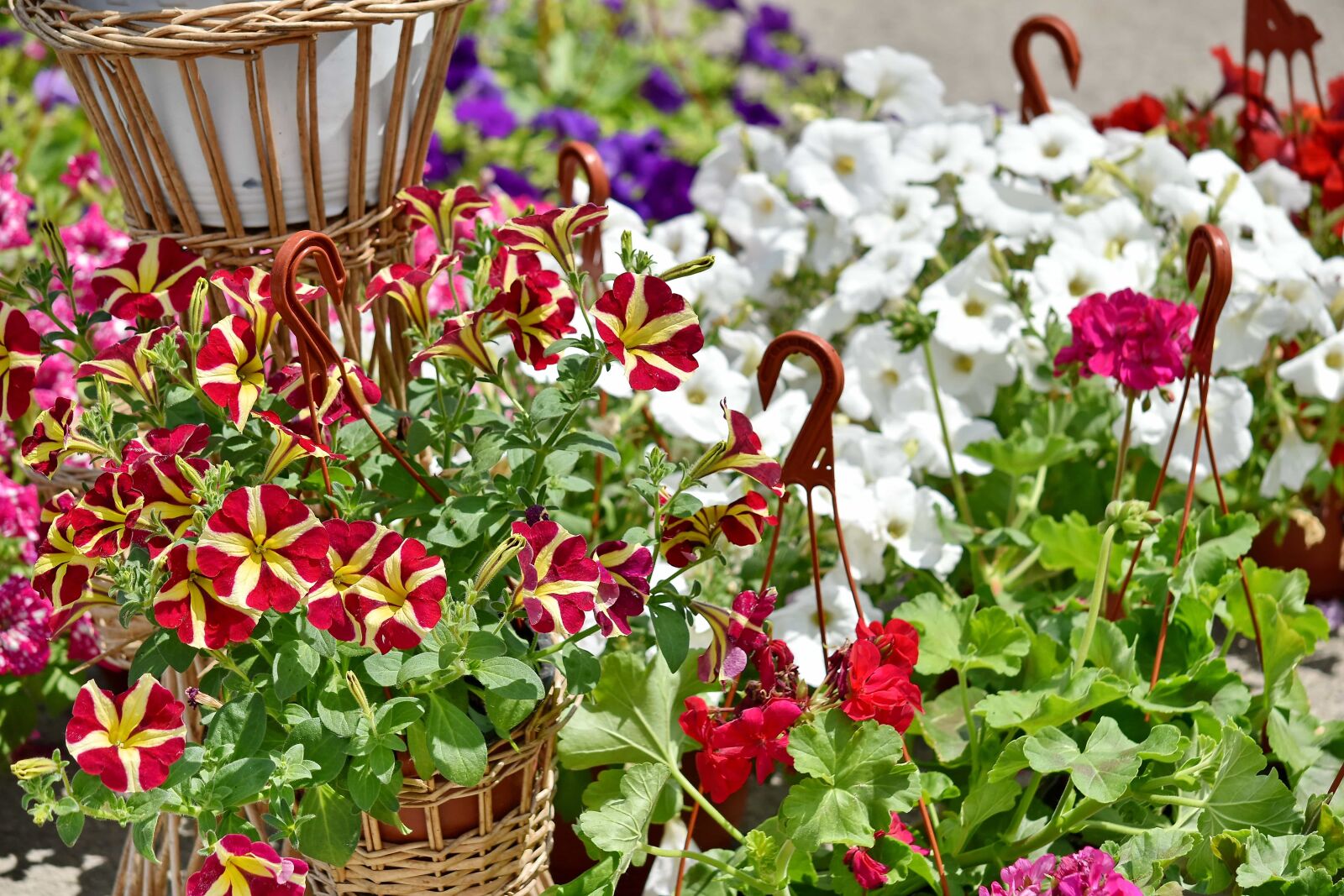 Nikon D5500 sample photo. Wicker basket, garden, plant photography