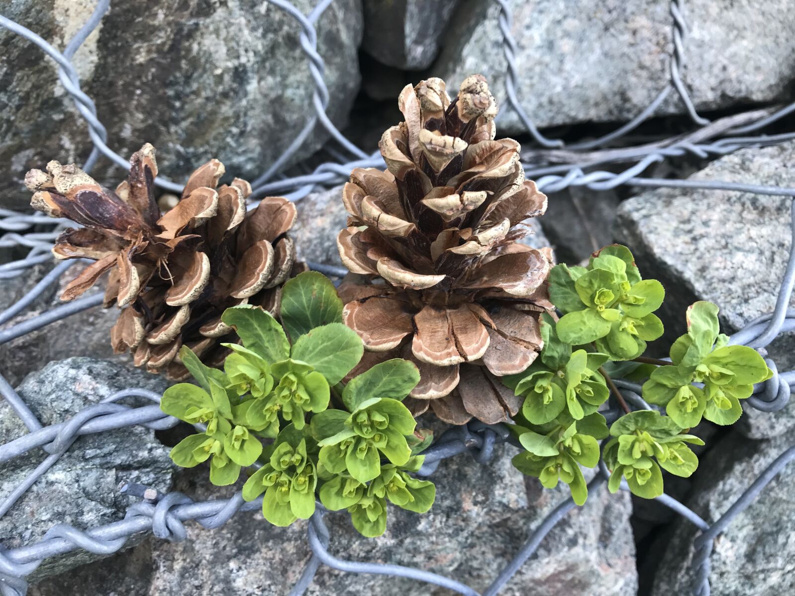 Apple iPhone 7 sample photo. Still life, nature, stones photography