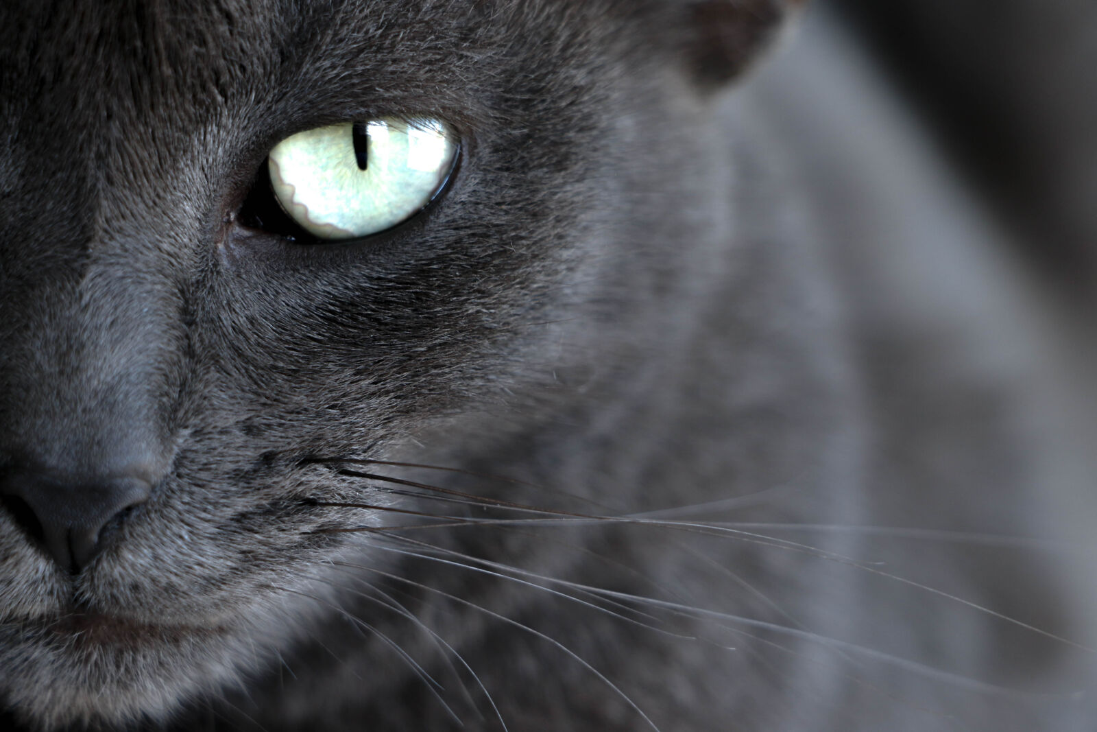 Canon EOS 70D sample photo. Cat, cat, s, eyes photography