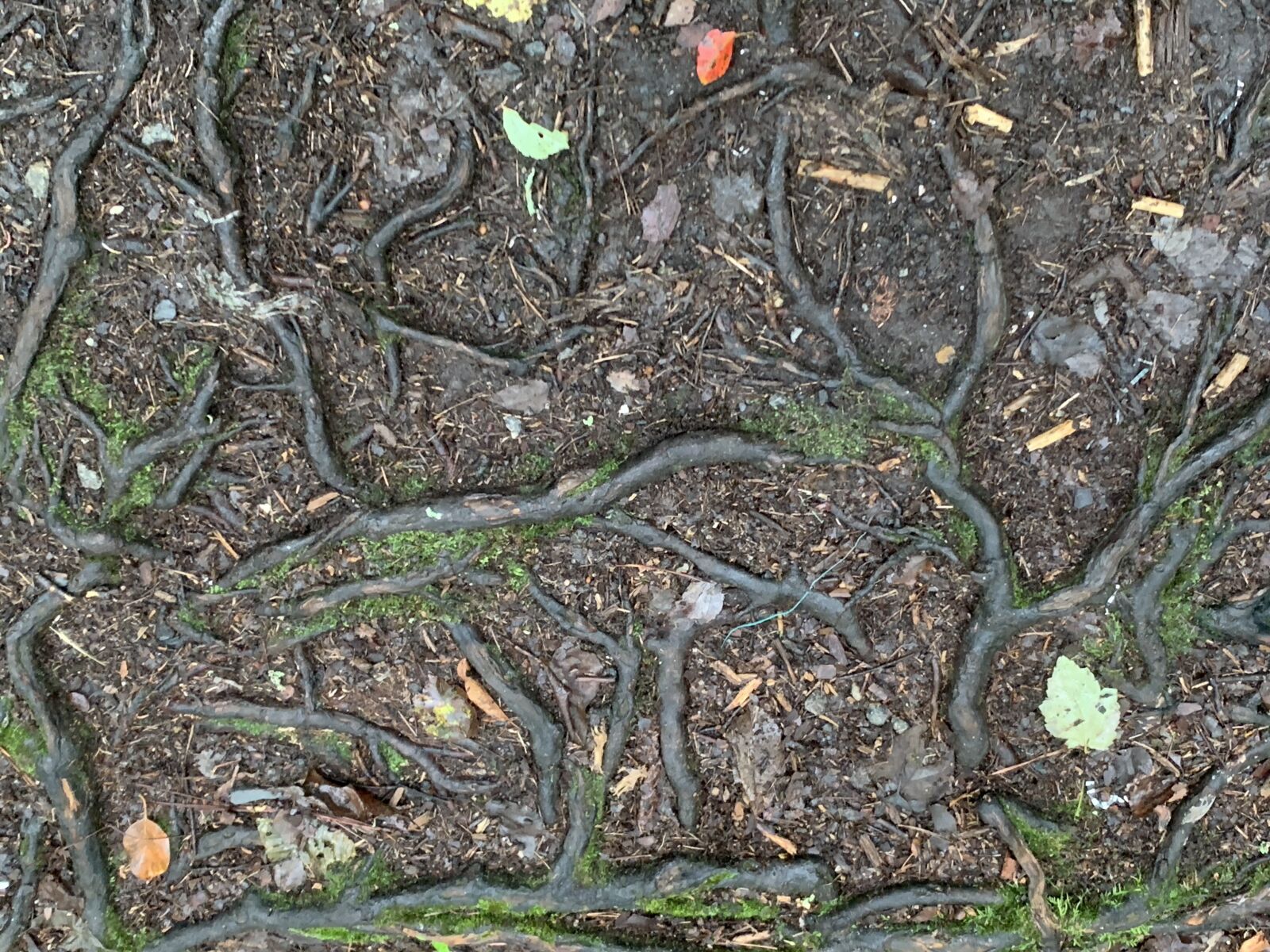 Apple iPhone XS Max sample photo. Tree roots, woodland floor photography