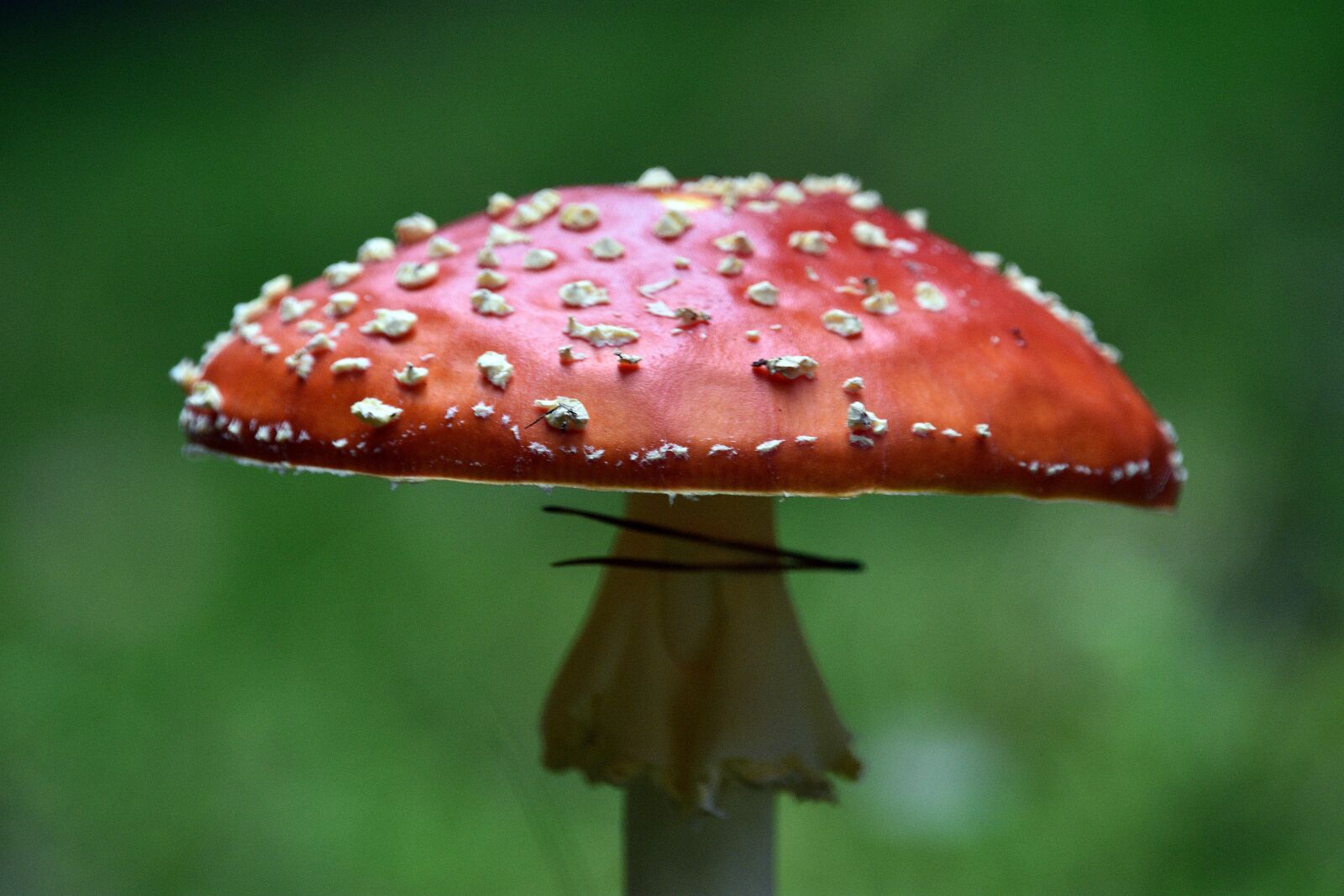Nikon D3400 sample photo. Fly agaric red, mushroom photography