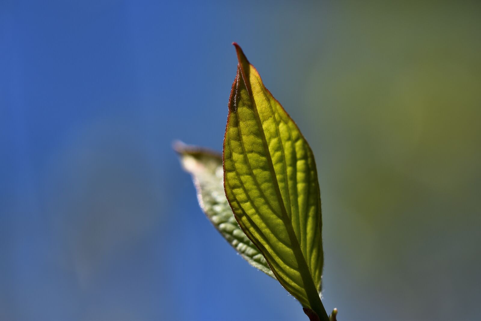 Nikon D7200 sample photo. Leaf, plant, nature photography