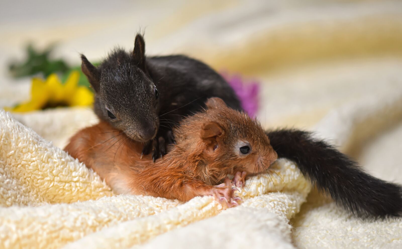 Nikon D7200 sample photo. Squirrel, young animal, play photography