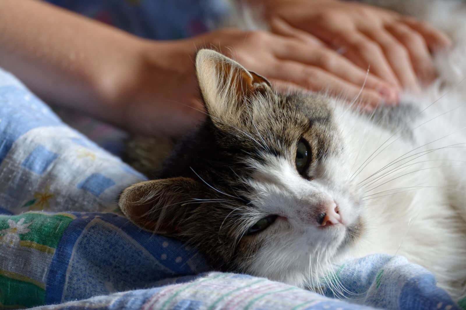 Nikon D5200 sample photo. Cat, kitten, downy photography