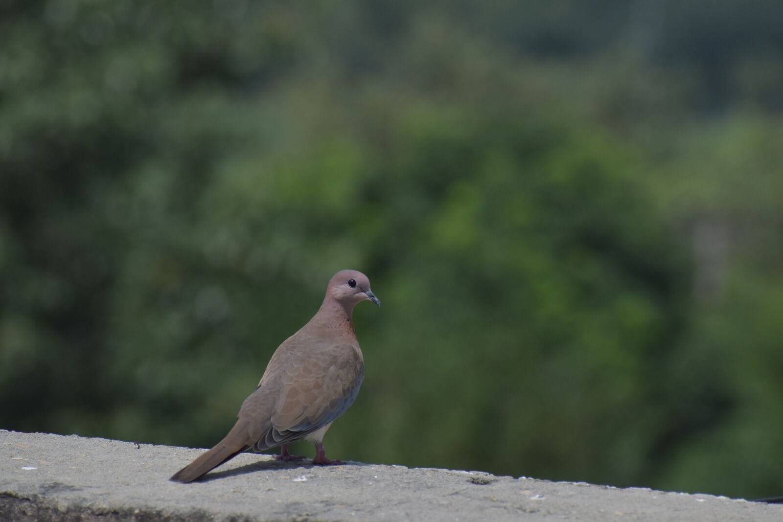 Nikon D5600 sample photo. Mourning dove, columbidae, brown photography