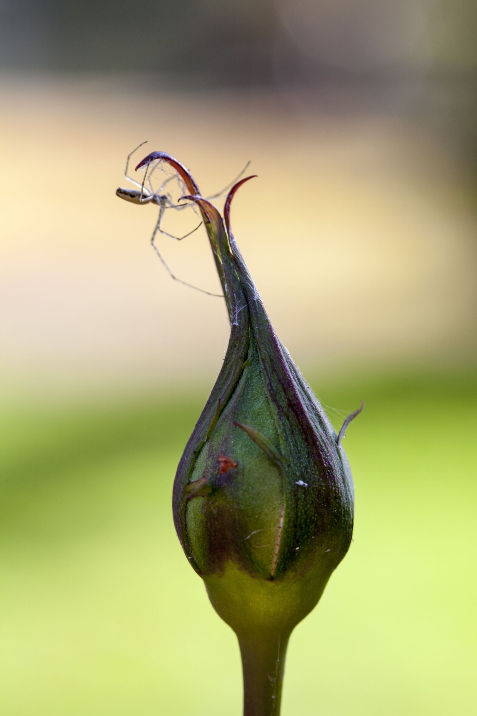 Canon EOS 5D Mark II sample photo. Bud, rose, spider photography