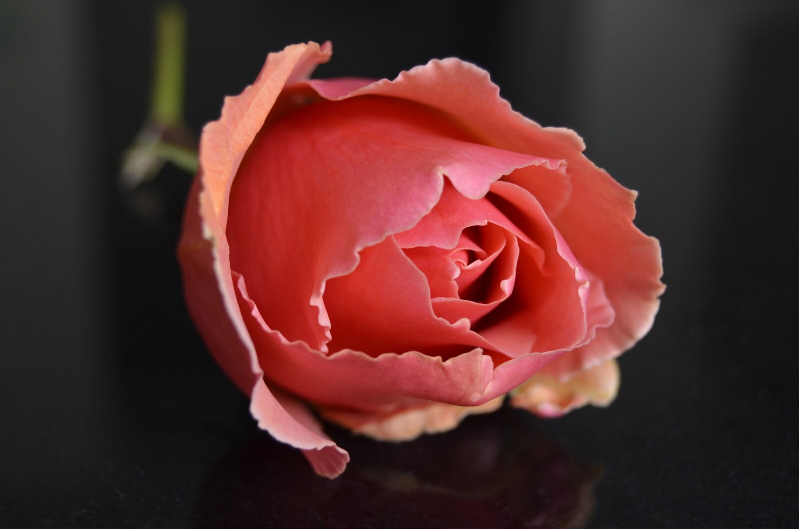 Nikon D5100 sample photo. Rose, petals, nature photography