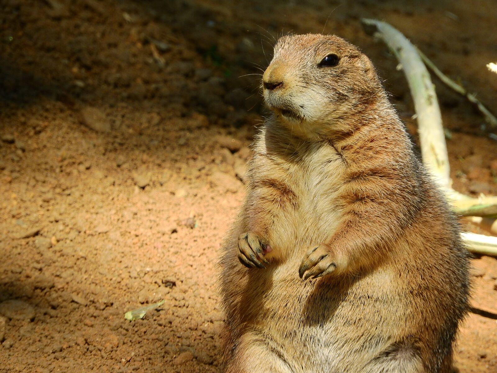 Nikon Coolpix P610 sample photo. Black-tailed prairie dog, cynomys photography