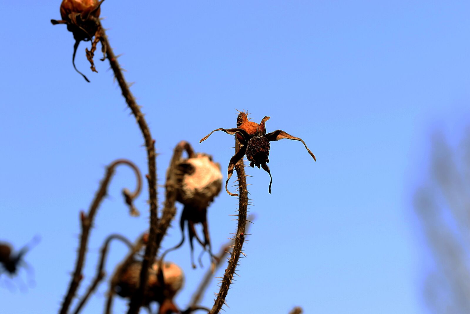 Canon EOS 7D Mark II sample photo. Nature, outdoors, wildlife photography