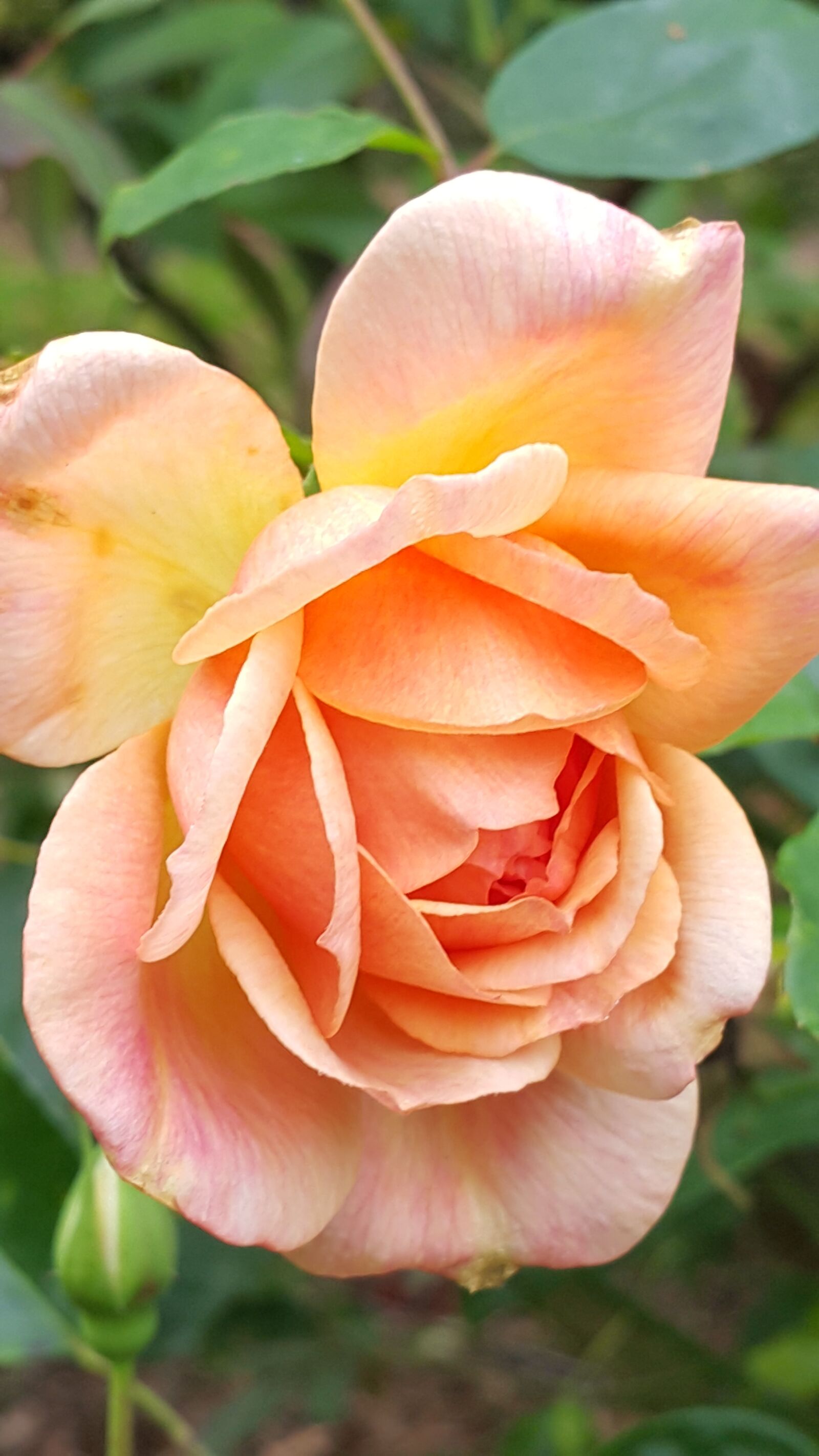 Samsung Galaxy Note4 sample photo. Rose, nature, flower photography