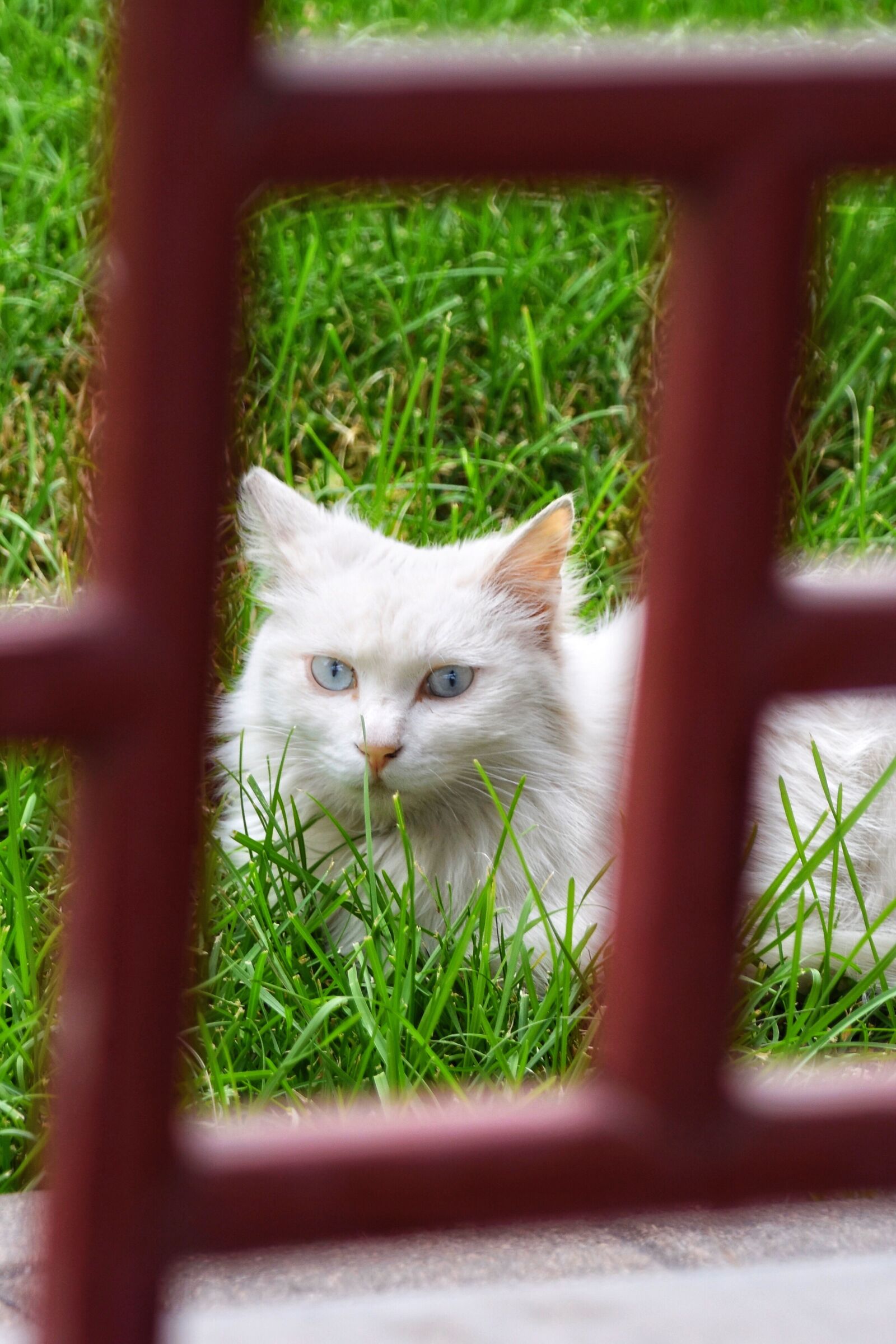 Nikon D7200 sample photo. Cat, summer, serenity photography