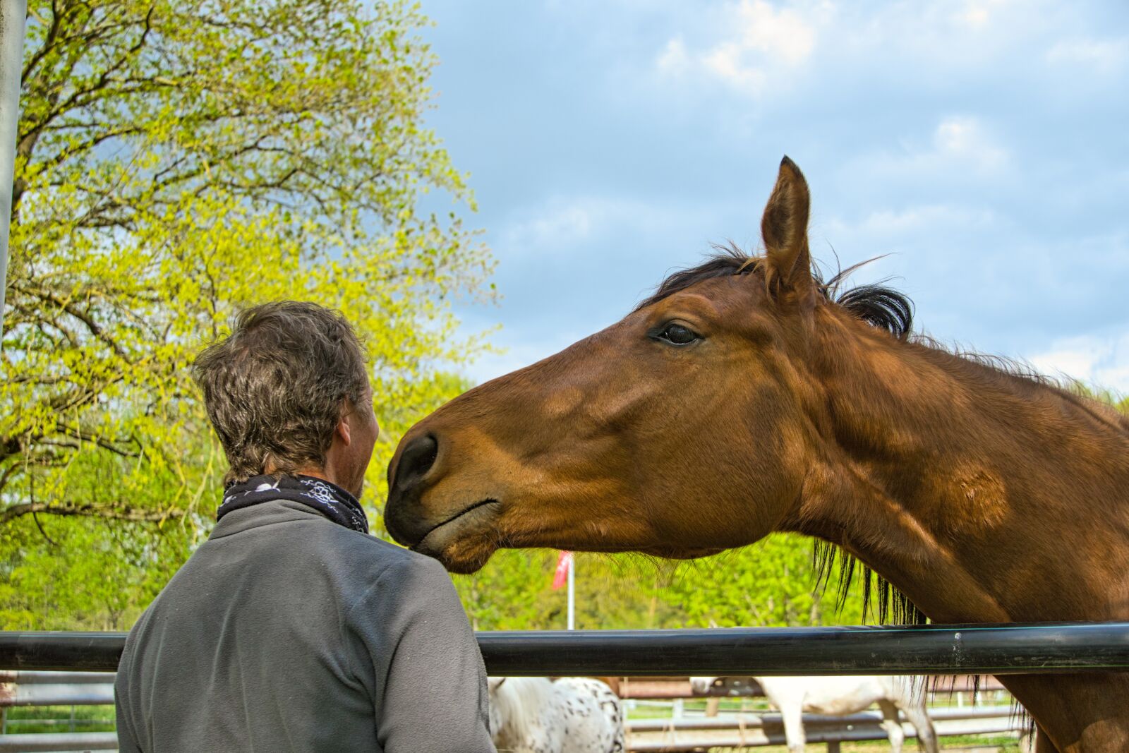 Sony a6400 sample photo. Horse, horse ranch, pony photography