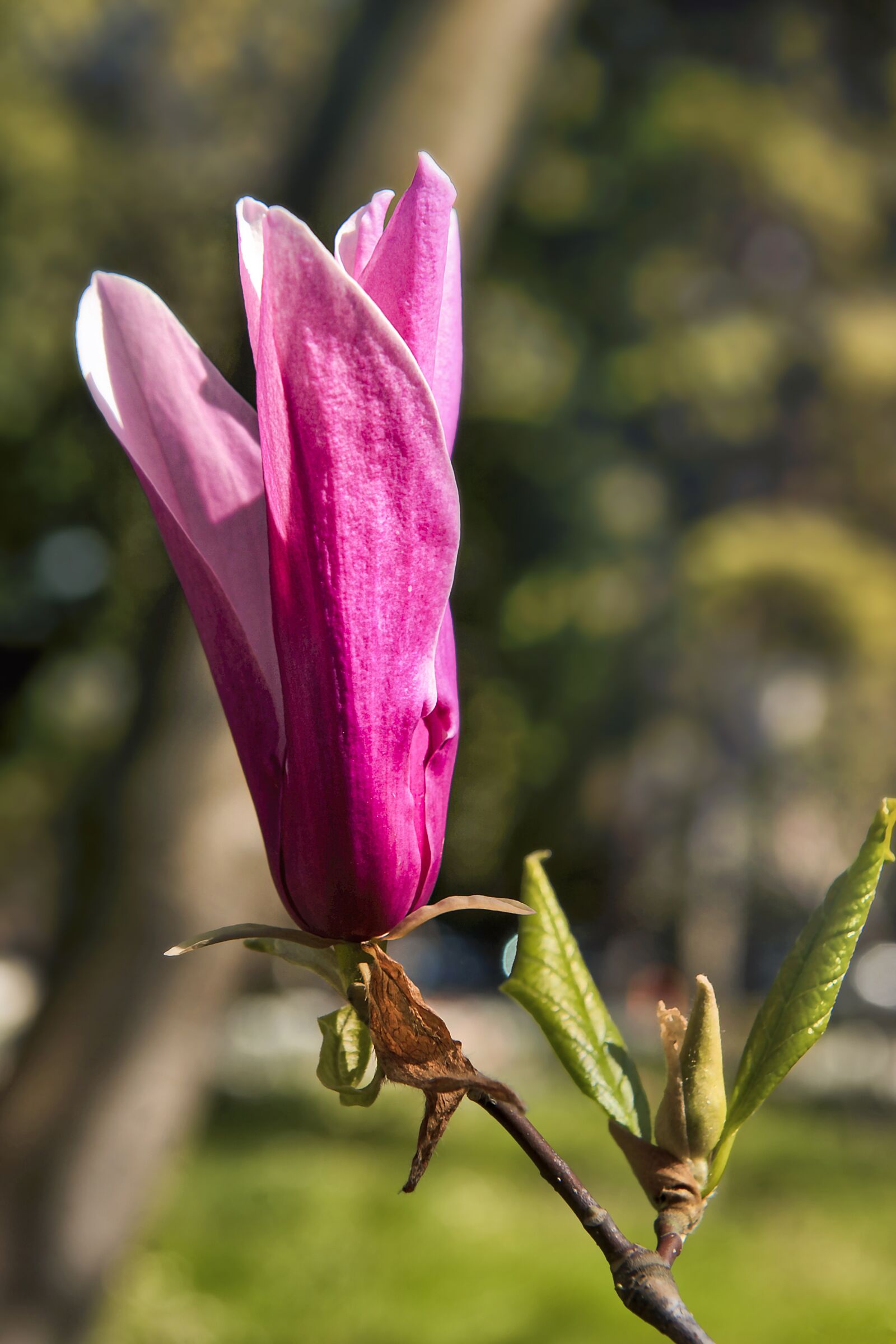 Nikon D3S sample photo. Magnolia, flower, plant photography