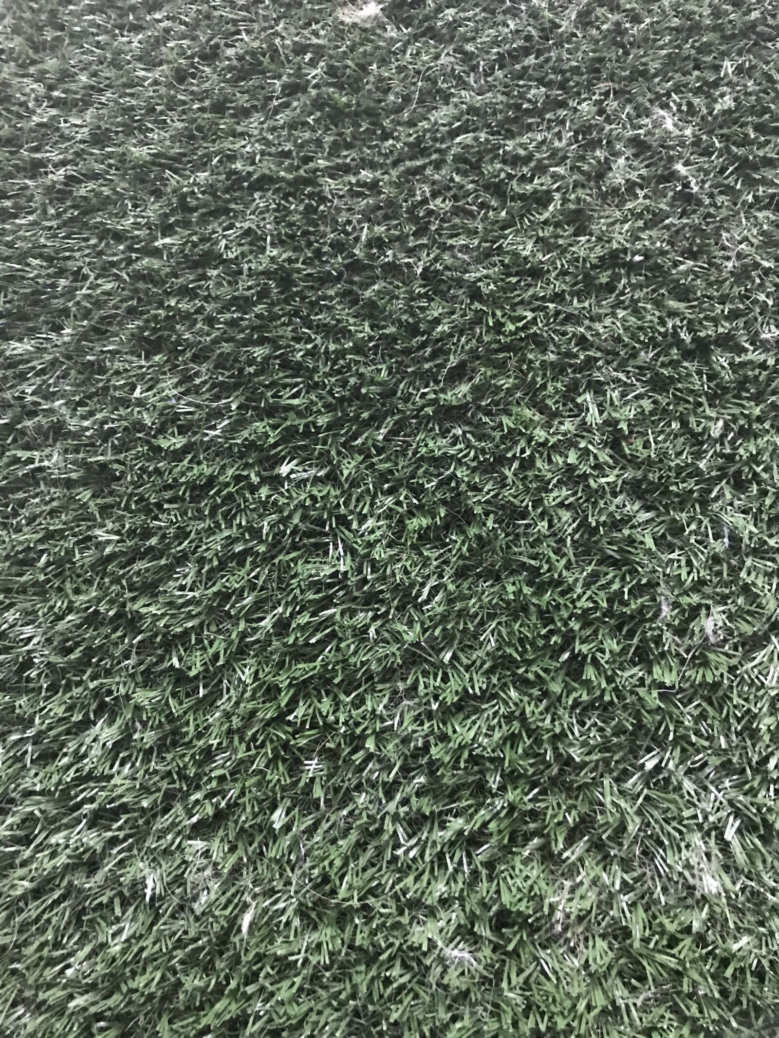 iPhone 7 back camera 3.99mm f/1.8 sample photo. Field, grass, playing, field photography