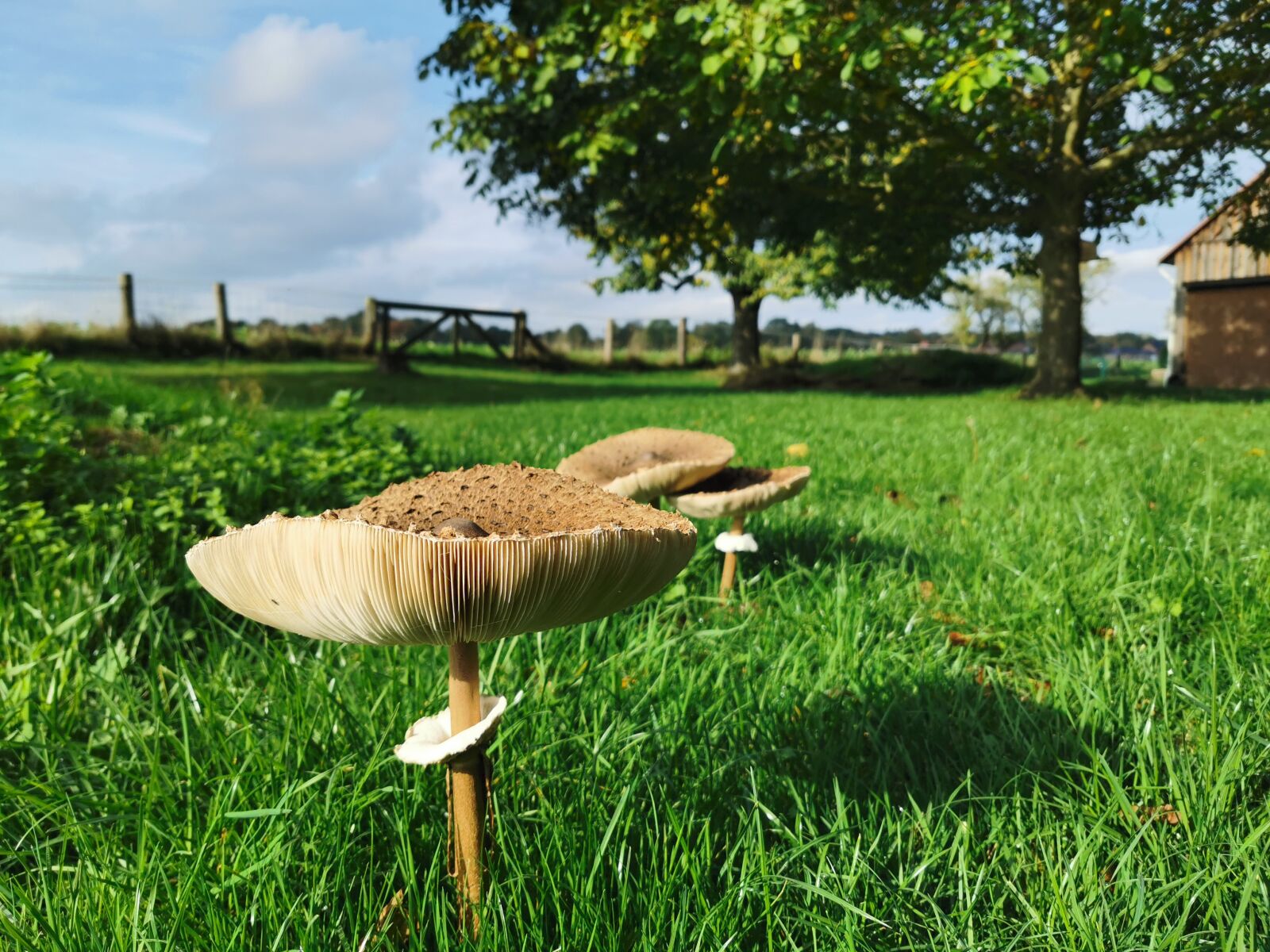 HUAWEI P30 Pro sample photo. Mushroom, autumn, plants photography