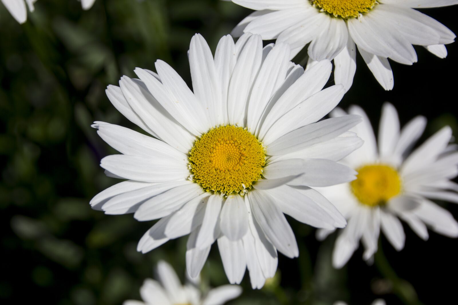 Canon EOS 60D sample photo. Daisies, flower, blossom photography