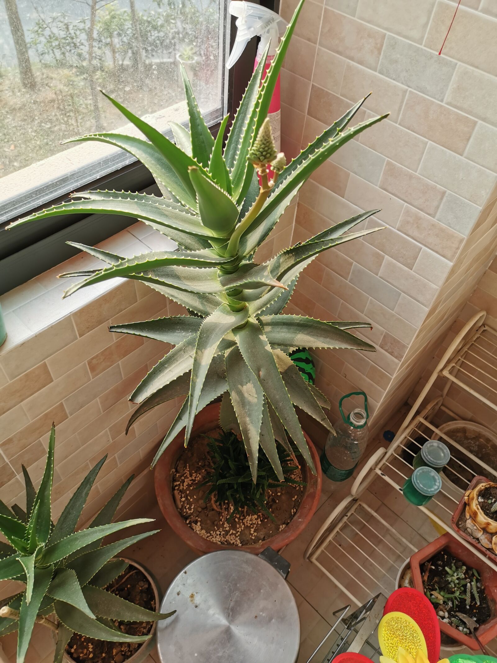 HUAWEI P30 sample photo. Aloe, aloe blossom, succulents photography