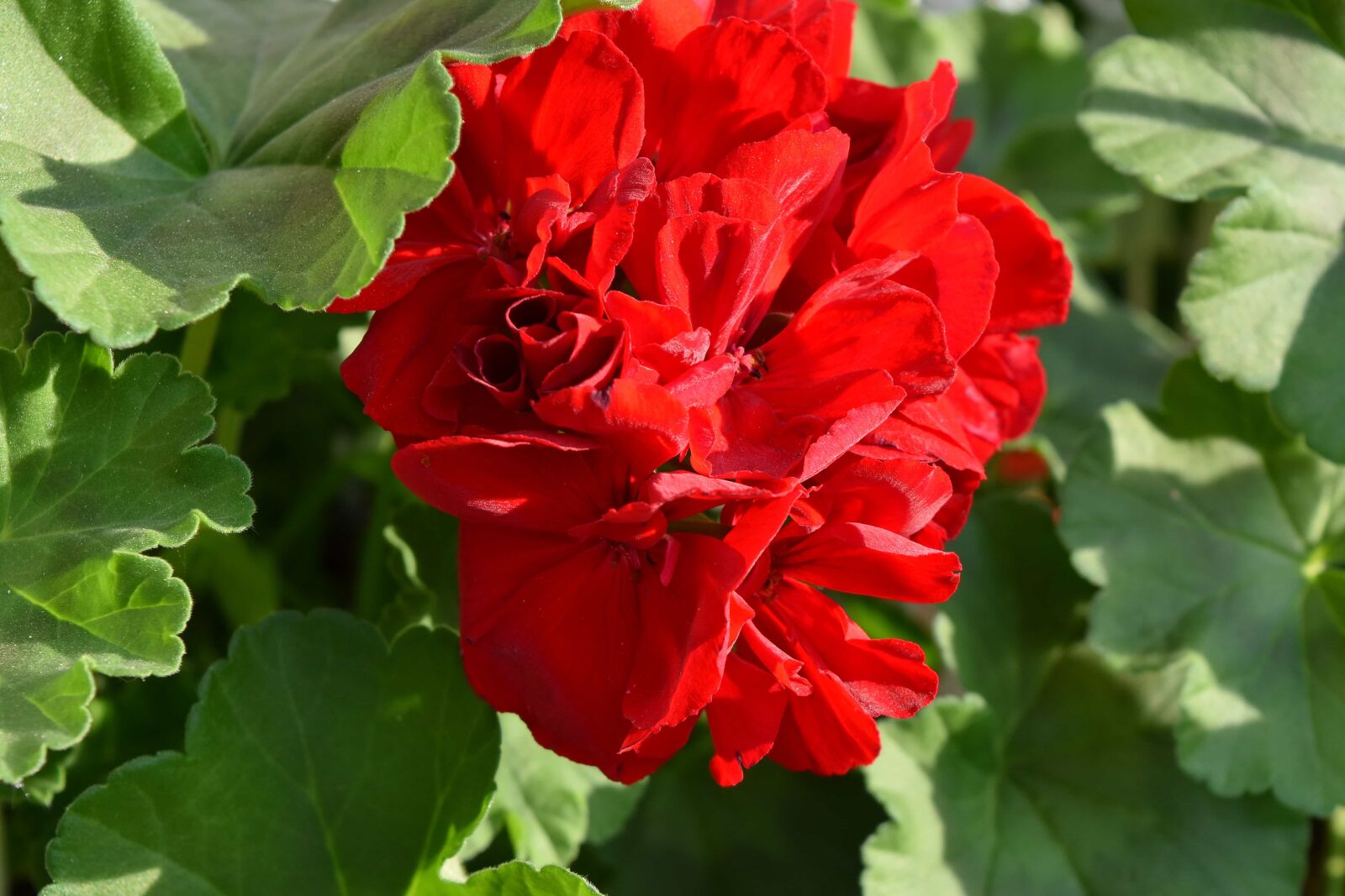 Nikon D5500 sample photo. Flora, plant, herb, geranium photography