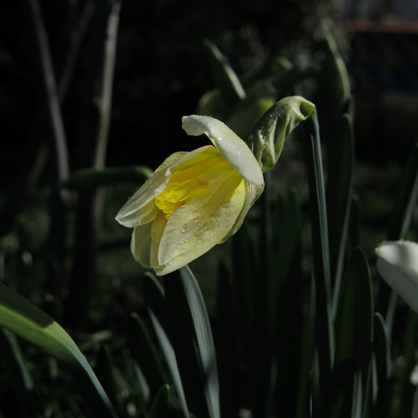 Canon PowerShot G15 sample photo. Narcissus, daffodil, spring photography