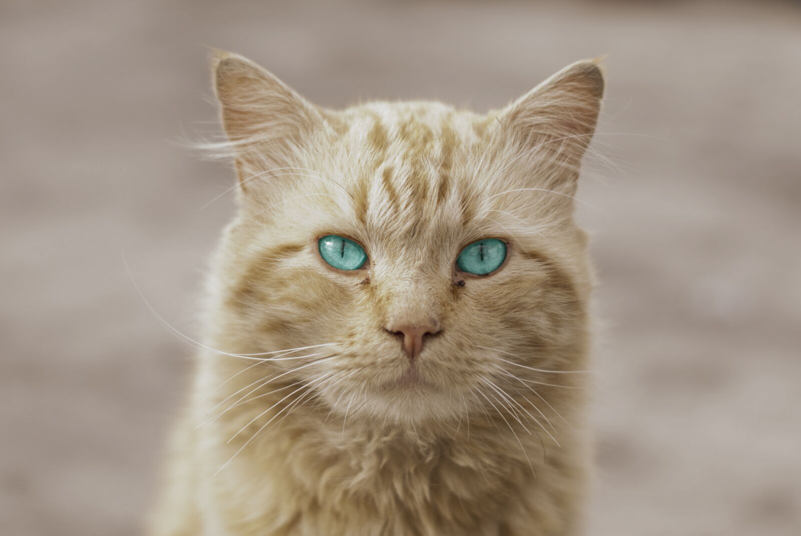 Nikon D60 sample photo. Cat, animal, artistic photography